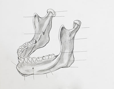 lower jaw drawing